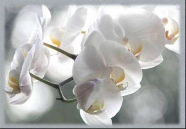 Lucille Guay Bergeron